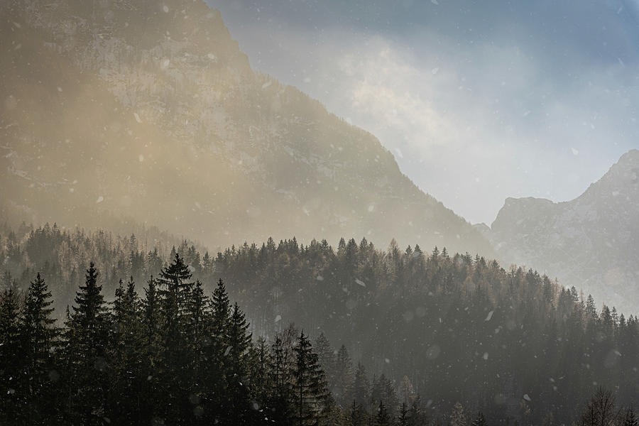 Snow Flakes in Golden Light Photograph by Charnwood Photography Fine Art