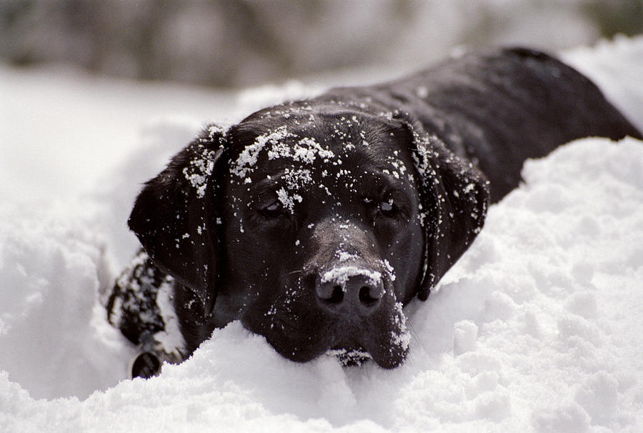Snow Surfing Photograph by Bonnie Colgan