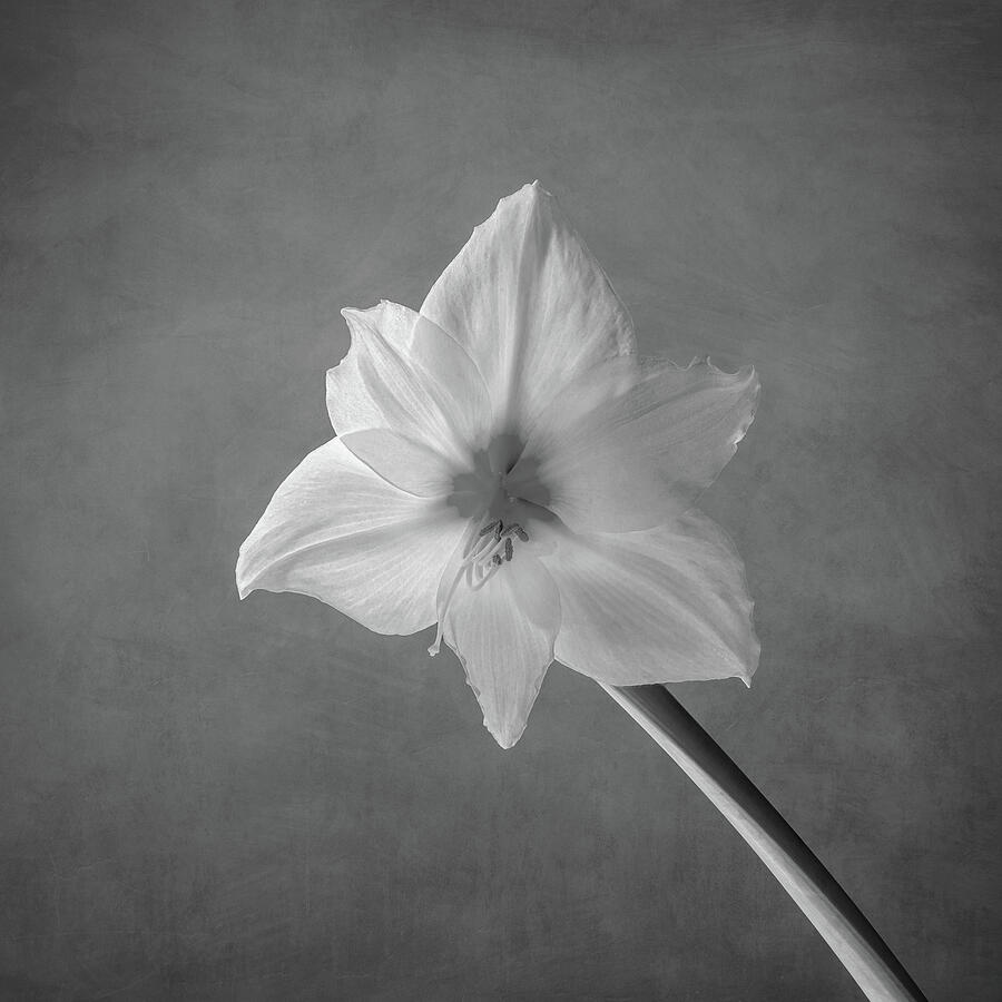 Elegant White Flower in Monochrome Photograph - Snow White - monochrome by Maryanne Keeling
