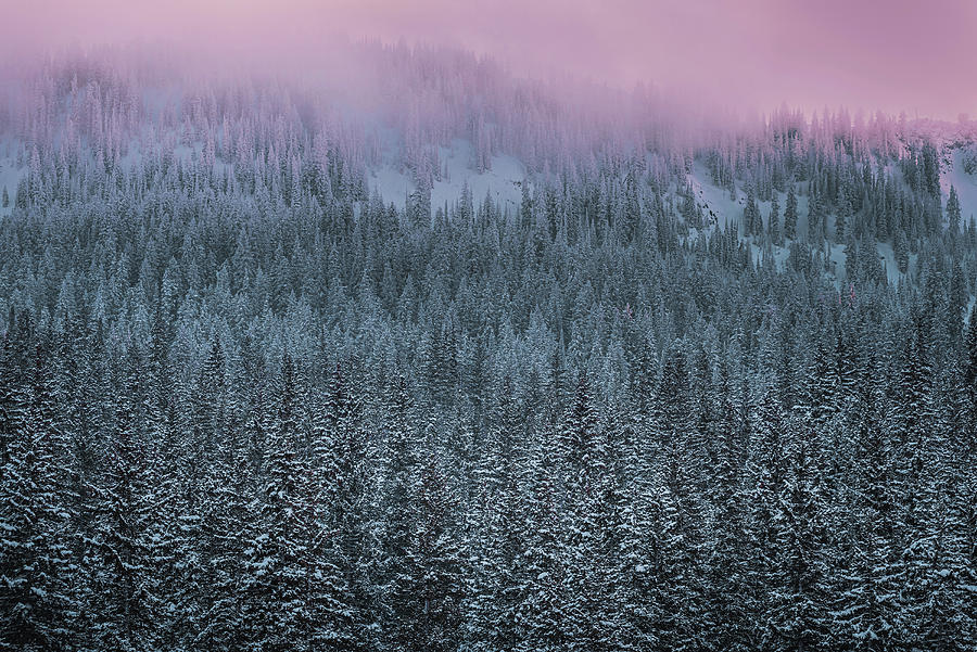 Snowfall and Sunset, Big Cottonwood Canyon, Utah Photograph by Abbie Warnock