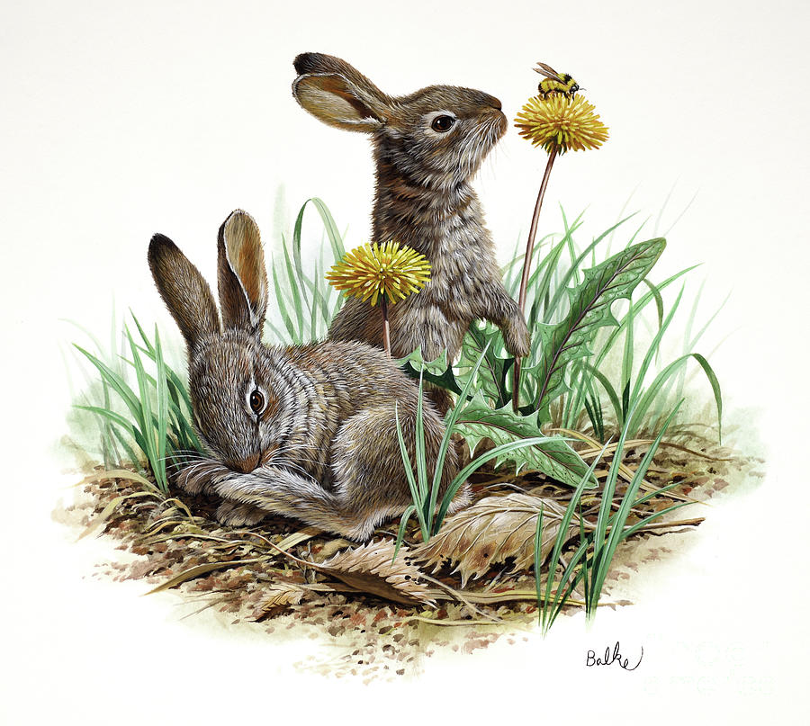 Snowshoe Hare Painting by Don Balke