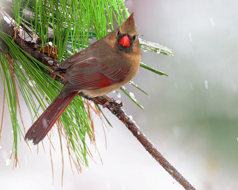 Snowy Day Photograph by Jim E Johnson