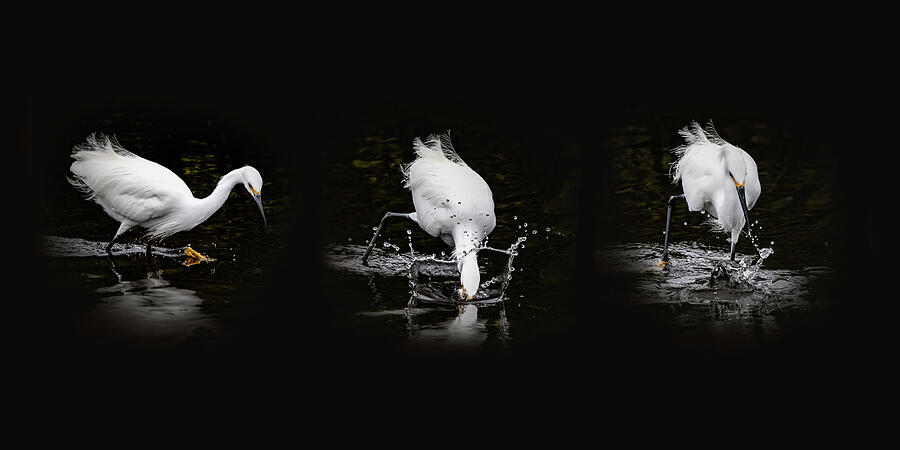 Snowy-egret-153-4-5A Photograph by Sally Fuller
