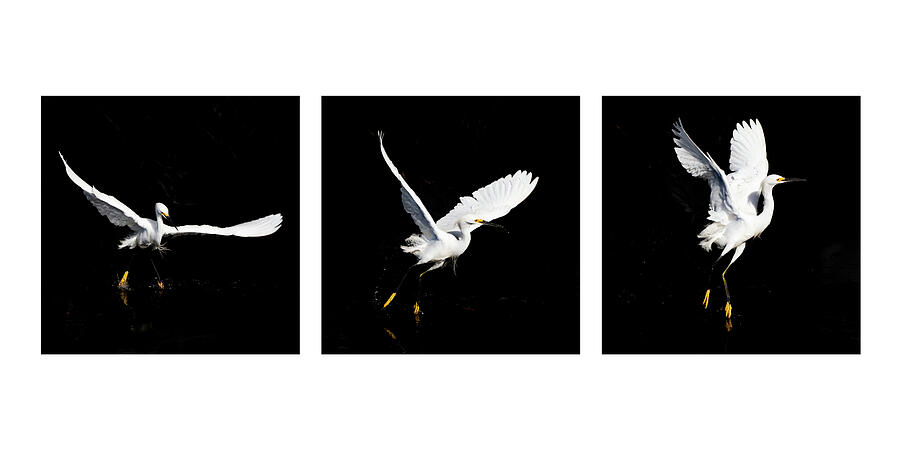 Snowy Egret 54-55-56 Photograph by Sally Fuller