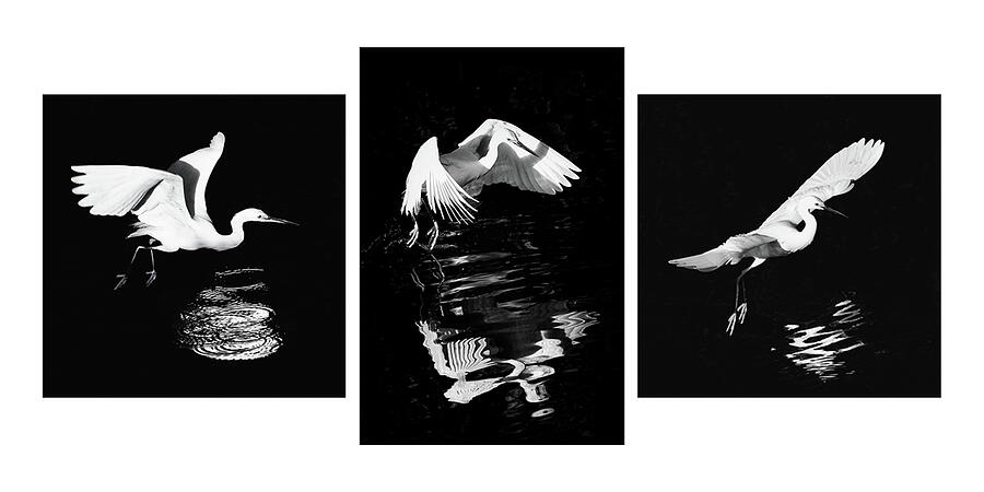 Snowy Egret 57-58-61 Photograph by Sally Fuller