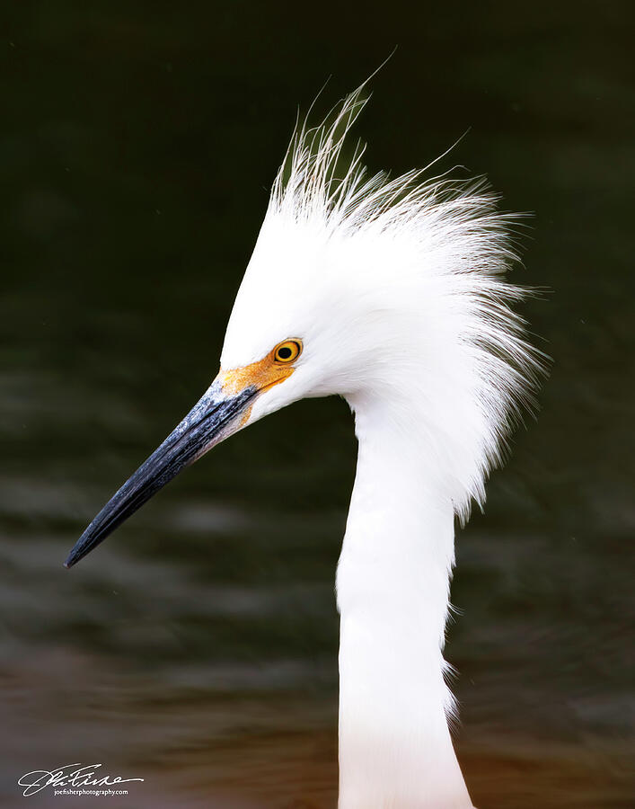 Regal White Heron by the Water Photograph - Snowy Egret Portrait by Joe Fisher