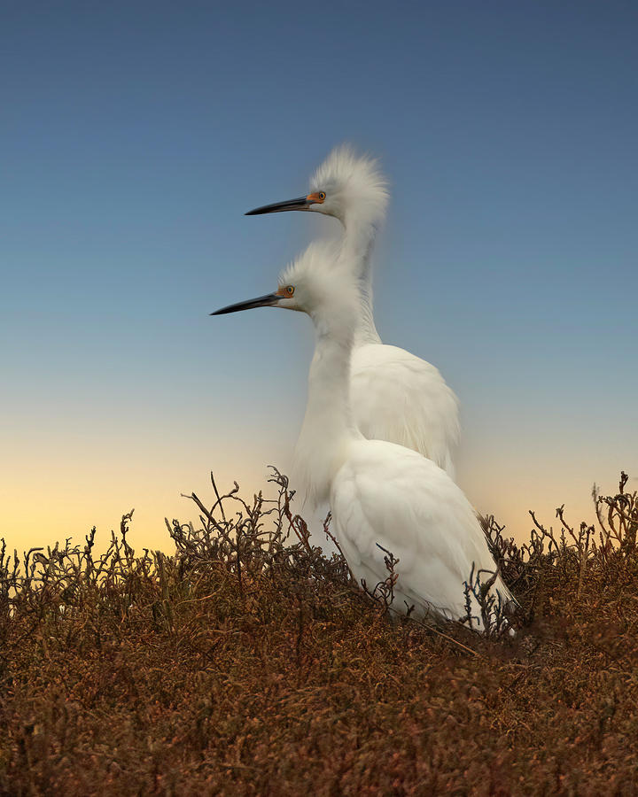 Snowy Egrets in Marsh Photograph by Joe Fisher