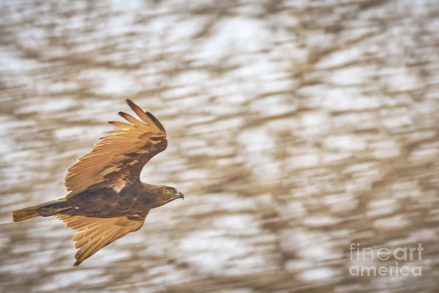 Soaring Bird in Flight Photograph - Soaring Brown Snake Eagle in Flight by Natural Focal Point Photography