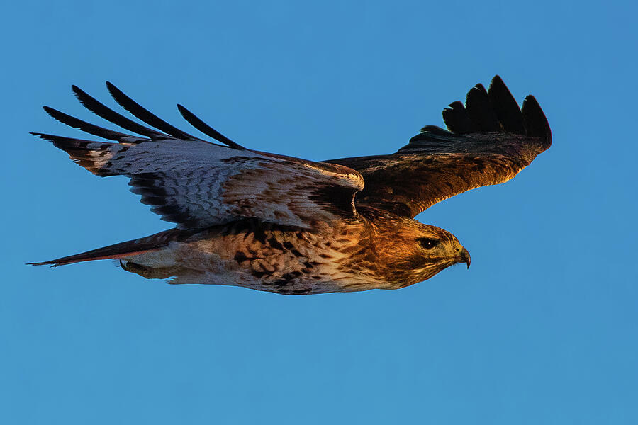 Soaring Free Photograph by Mike Lee