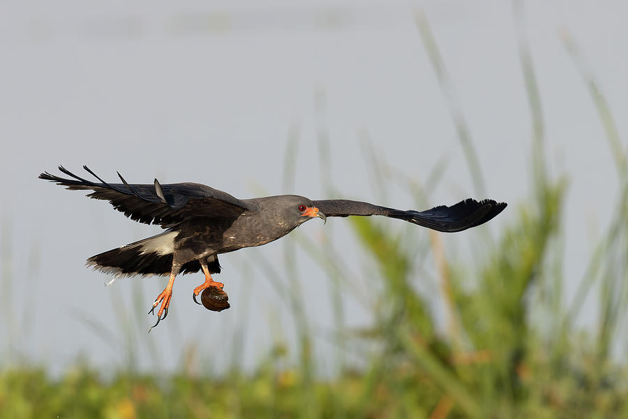 Soaring Victorious Photograph by RD Allen