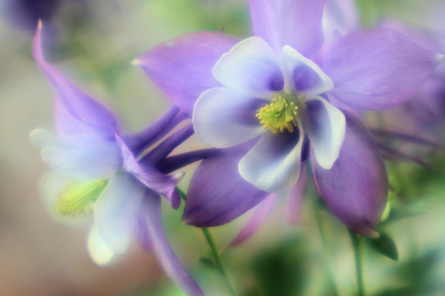 Soft Columbines Photograph by Bob Falcone