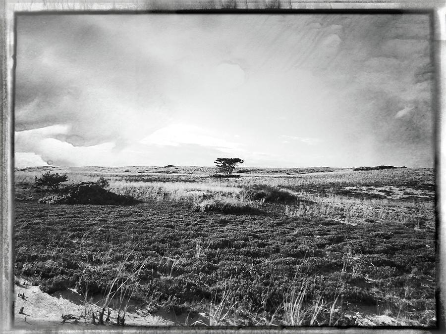 Solitary Tree Photograph by Annalisa Rivera-Franz