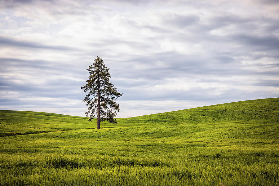 Lone Tree in Rolling Hills Photograph - Solitude on the Prairie by Kevin Schwalbe
