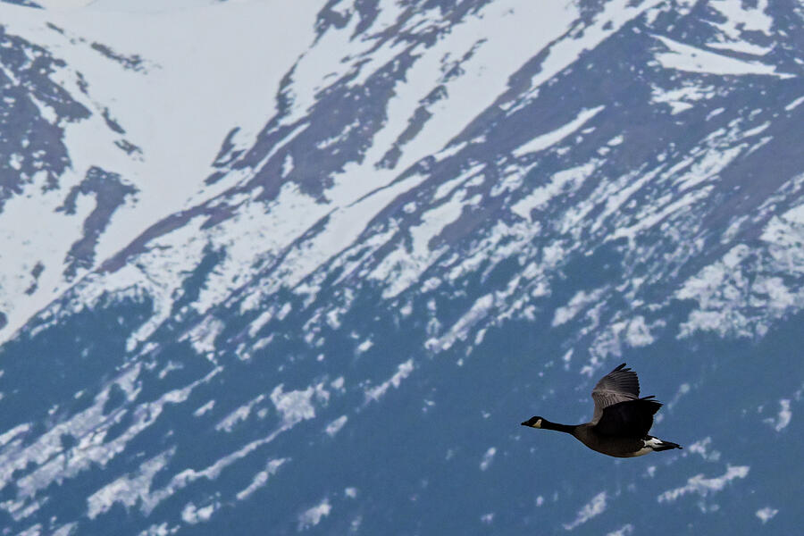 Solo Photograph by Harry Banks