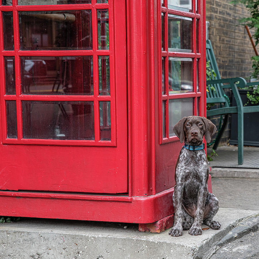 Something to Talk About Photograph by Douglas Wielfaert