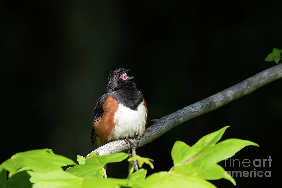 Songbird - Eastern Towhee Photograph by Rehna George