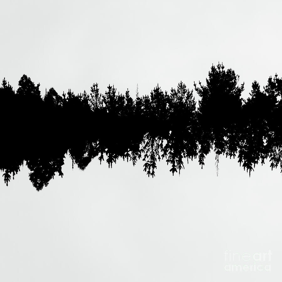 Silhouette of Forest Reflection Photograph - Sound waves made of trees reflected by Jorgo Photography