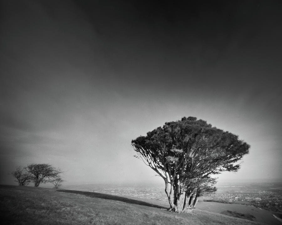 South downs trees Photograph by Will Gudgeon