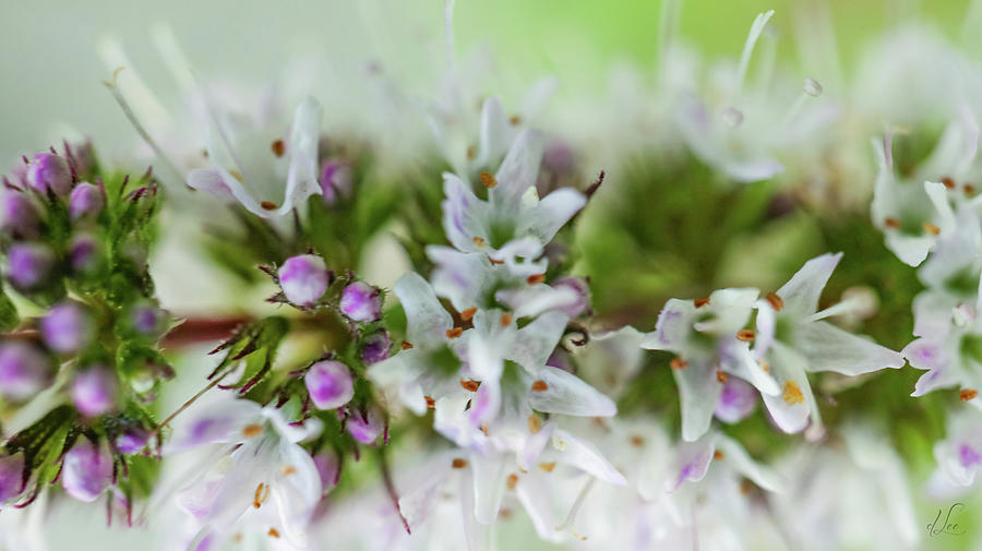Spearmint Blooms Photograph by D Lee