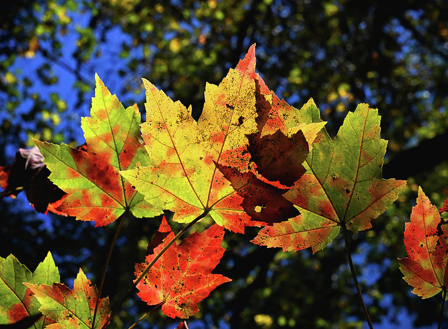 Speckled Maple Photograph by Steven Nelson