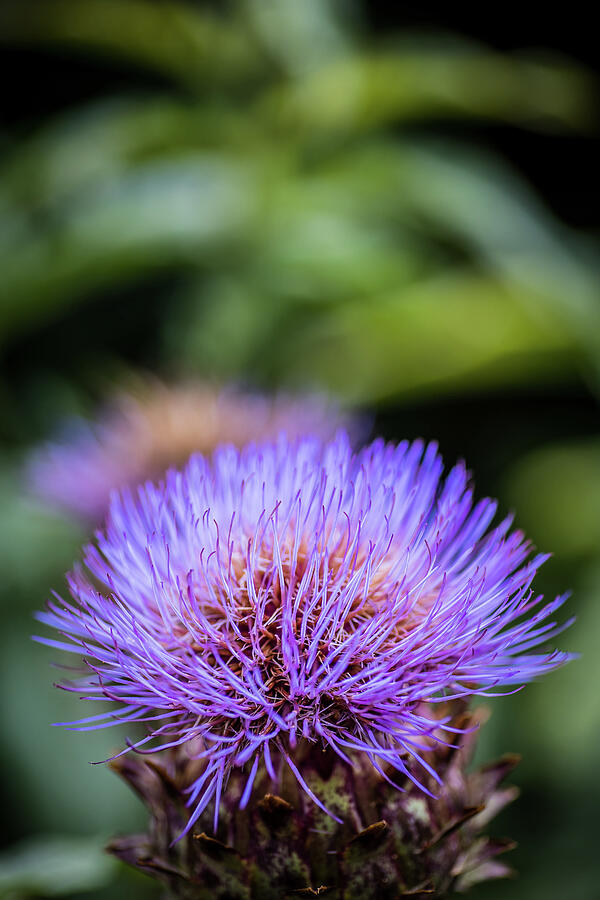 Spiky Petal Photograph by Nova Rae
