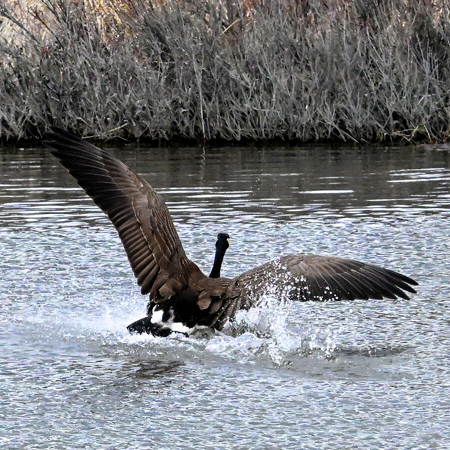 Splash Down Photograph by Harry Banks
