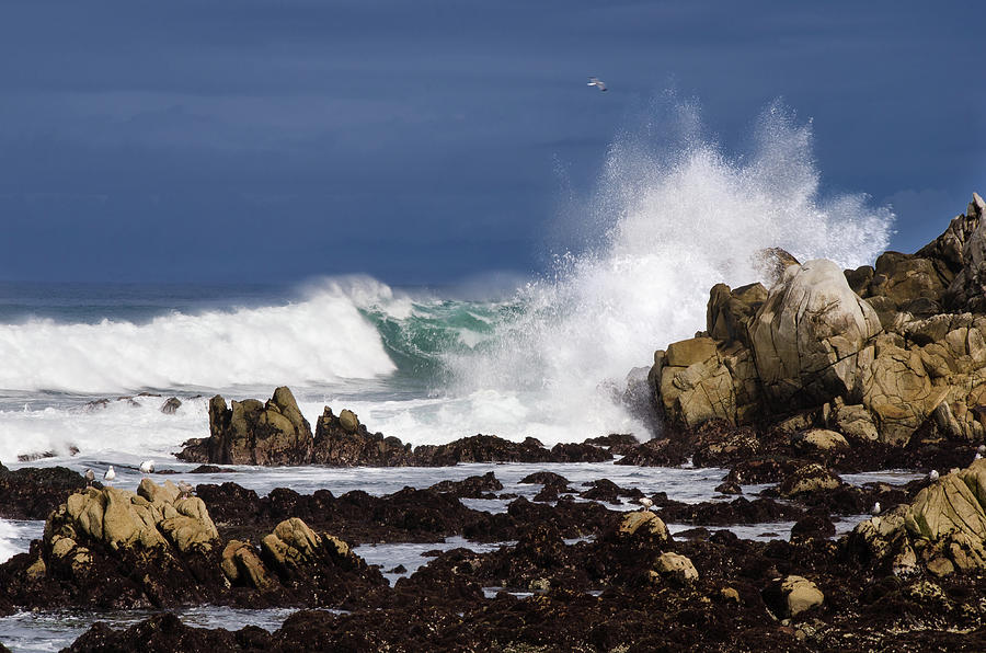 Splash Photograph by Matt Halvorson