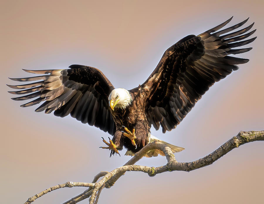 Spread Eagle by James Overesch