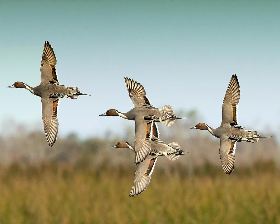 Sprigs Photograph by Jim E Johnson