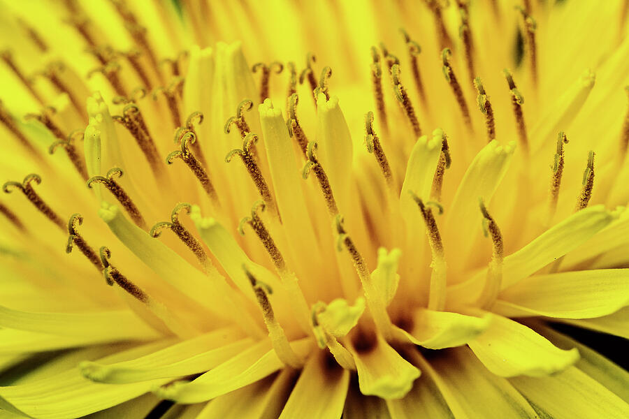 Spring Arrival Photograph by Rich Kovach