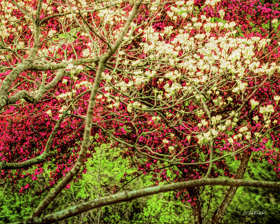 Spring Blooms Photograph by Jim Carlen