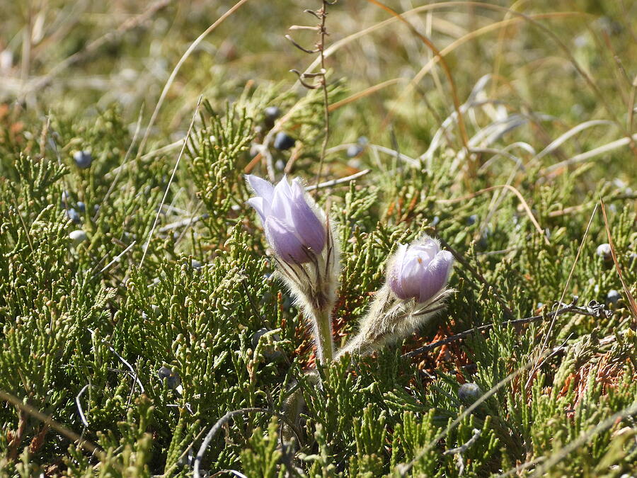 Spring Crocus 2 Photograph by Amanda R Wright