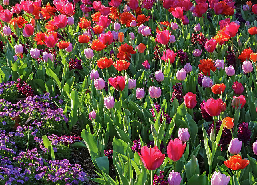 Spring Explosion Photograph by Gina Fitzhugh