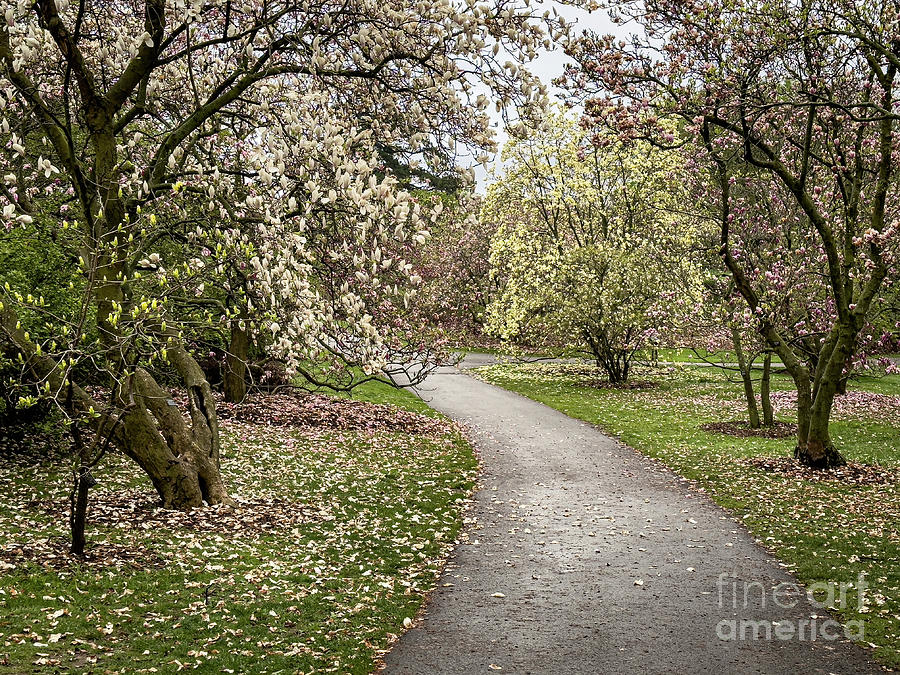 Spring Forward Photograph by William Norton