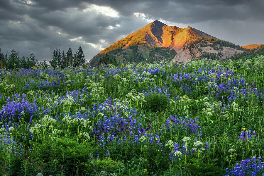 Spring In The San Juans Photograph by Jon Snyder