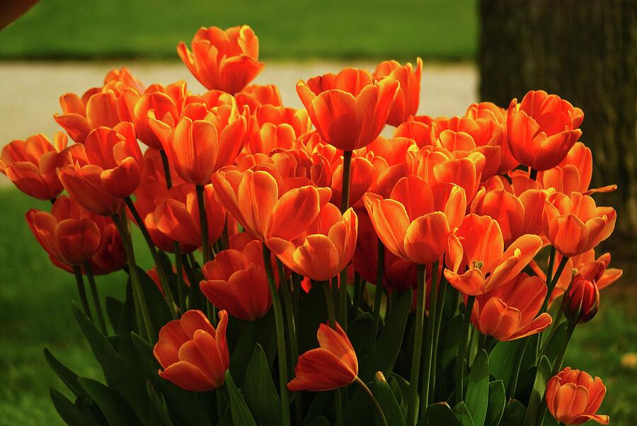 Spring Tulips Photograph by Deb Beausoleil
