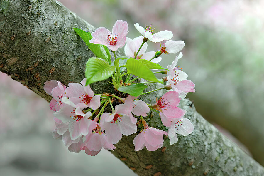 Springs First Blooms Photograph by Gina Fitzhugh