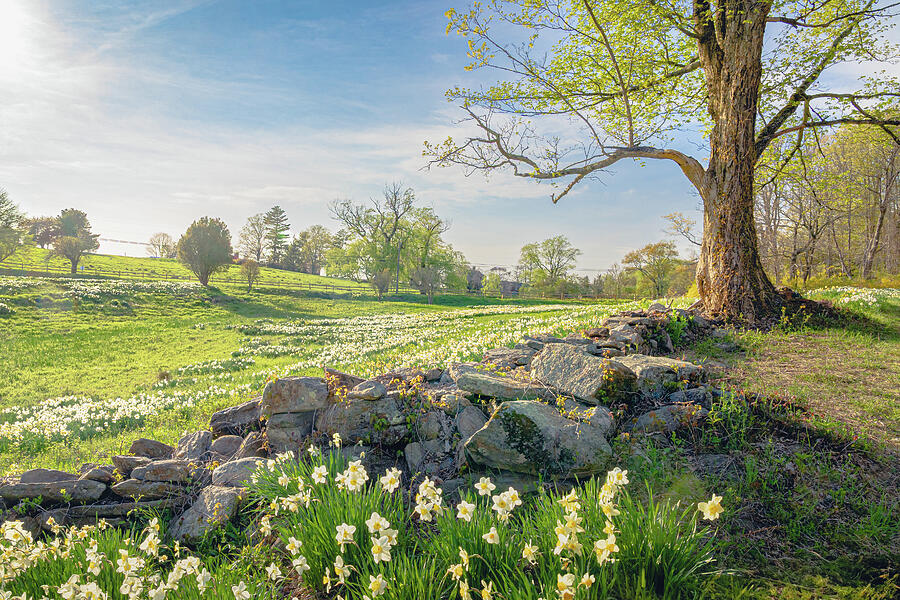 Spring Time Connecticut Springtime in the Connecticut Countryside 2 by Dave King