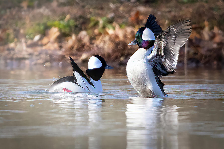 Sprucing Up Photograph by Jim E Johnson