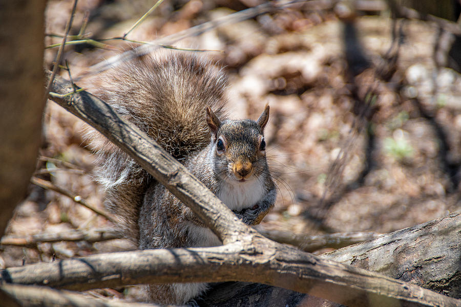 Squirrel Peers Out from Behind a Branch by John Twynam