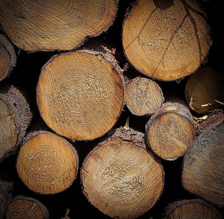 Stacked Tree Logs Photograph - Stacked Tree Logs by Robert Grac