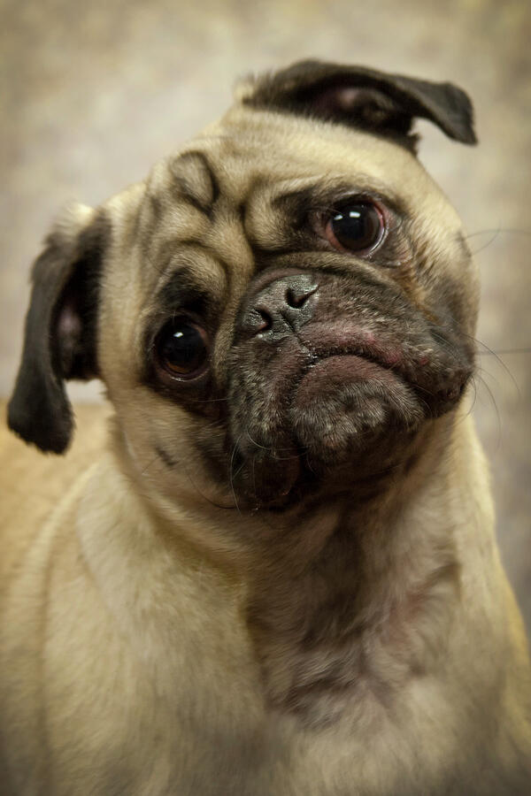 Adorable Pug Staring Curiously Photograph - Steve by Mark Triplett