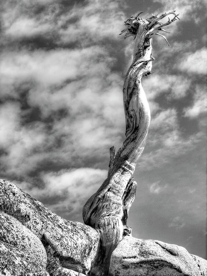 Still Standing Photograph by Joe Schofield