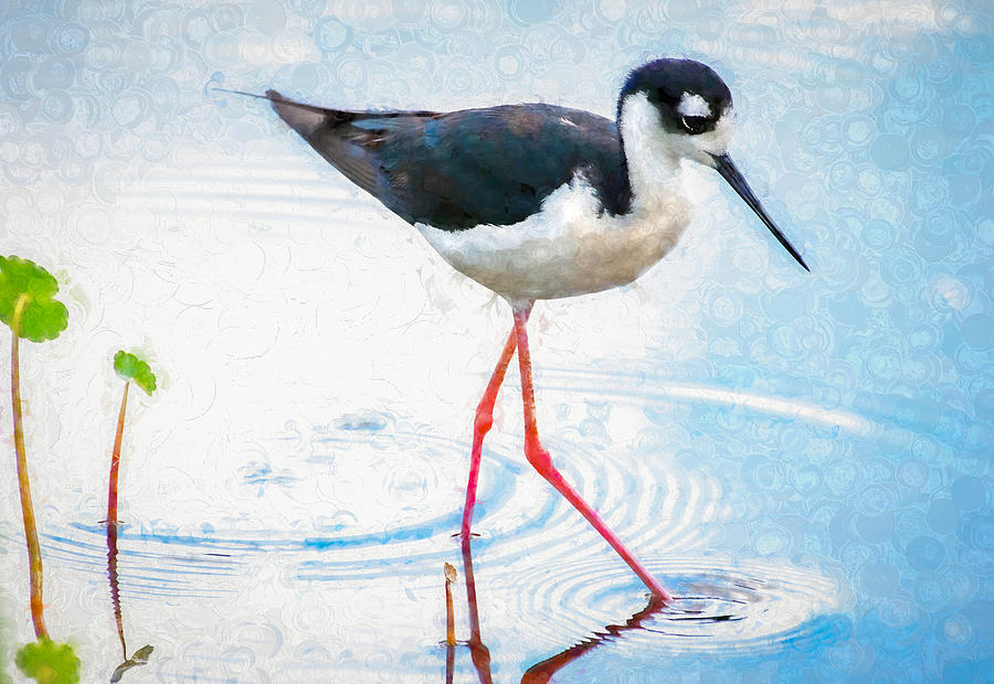 Stilt Wading Through Wetlands Photograph by Rebecca Herranen