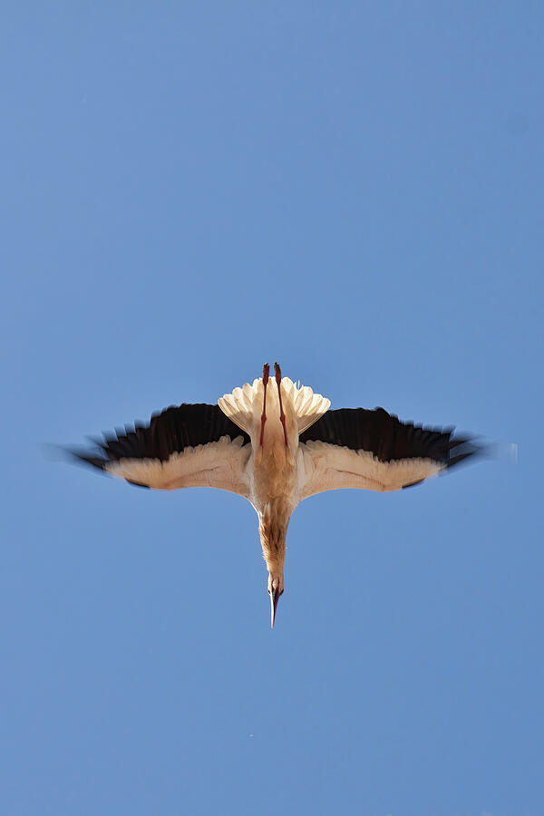 Stork in Flight Against Blue Sky Photograph - Stork Diving Like an Arrow on a Blue Sky by Tatiana Travelways