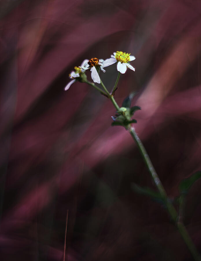 Storm Photograph by Gian Smith