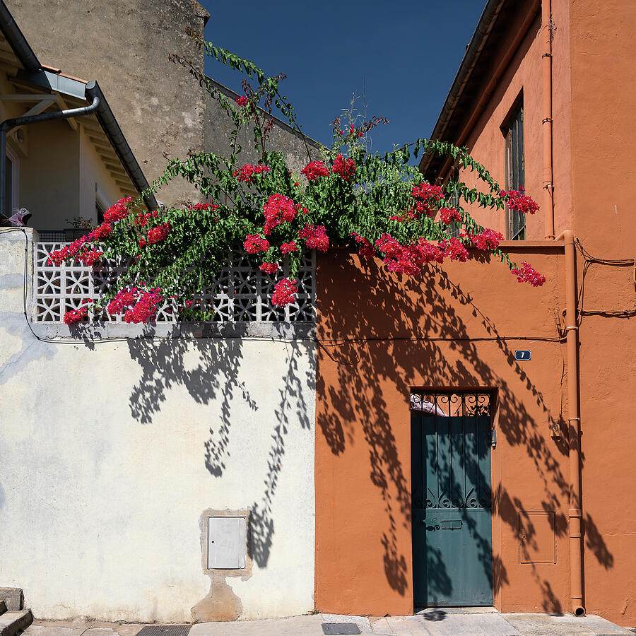 Bougainvillea Overhang on Colorful Wall Photograph - Street Flowers by Steven Nelson