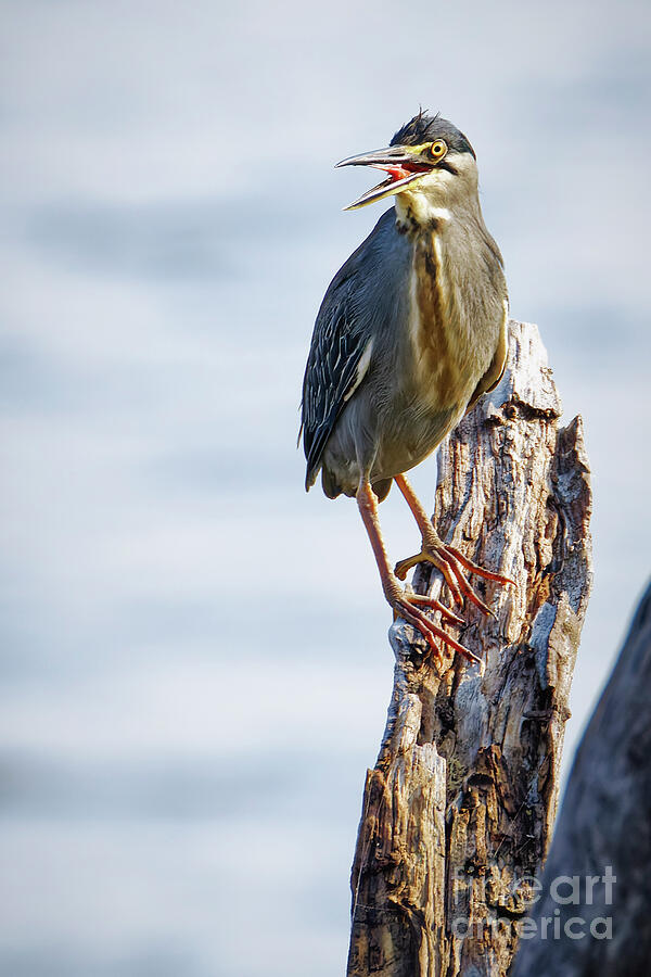 Heron Perched on a Tree Stump Photograph - Striated Heron Perched on a Tree Stump by Natural Focal Point Photography