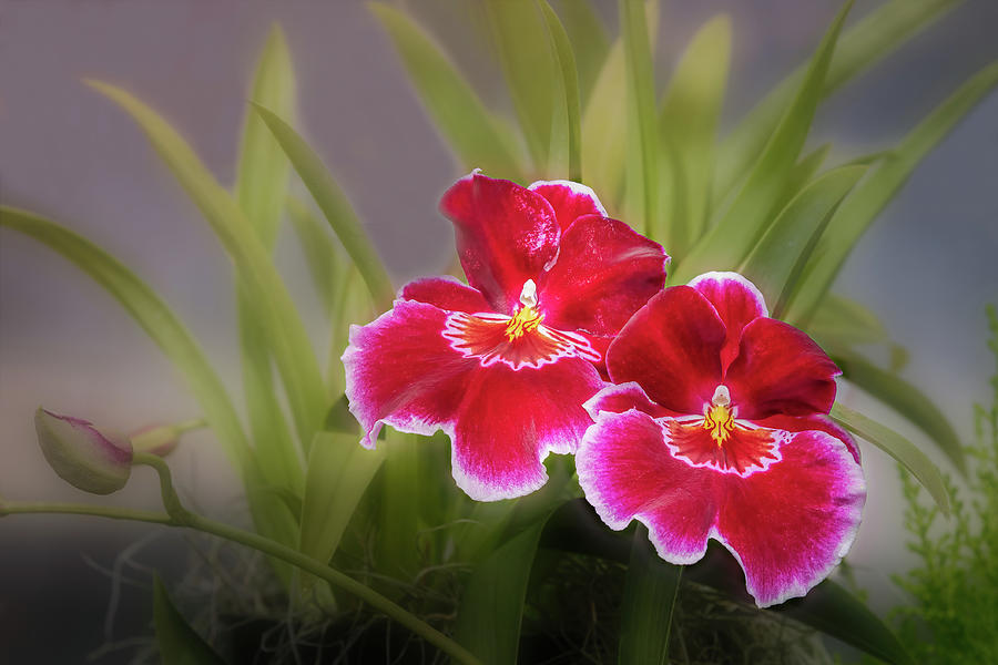 Striking Orchids Photograph by Elvira Peretsman