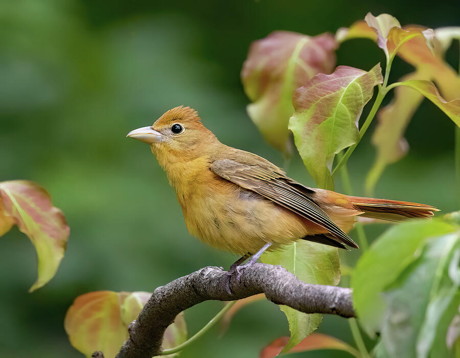 Summer Tanager Photograph by Gina Fitzhugh